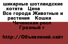 шикарные шотландские котята › Цена ­ 15 000 - Все города Животные и растения » Кошки   . Чеченская респ.,Грозный г.